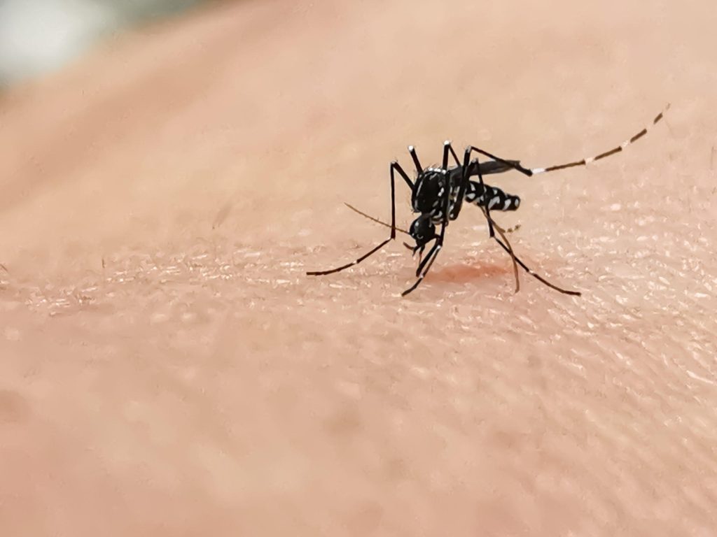 mosquito bite 2023 11 27 05 29 53 utc scaled 1
